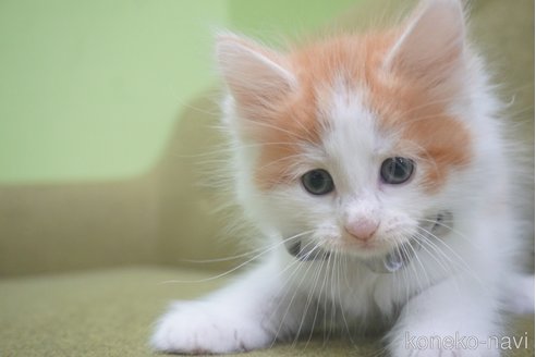 成約済の神奈川県のノルウェージャンフォレストキャット-69179の21枚目