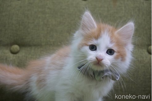 成約済の神奈川県のノルウェージャンフォレストキャット-69179の17枚目