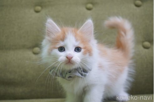 成約済の神奈川県のノルウェージャンフォレストキャット-69179の15枚目