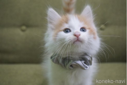 成約済の神奈川県のノルウェージャンフォレストキャット-69179の14枚目