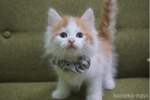 成約済の神奈川県のノルウェージャンフォレストキャット-69179の13枚目