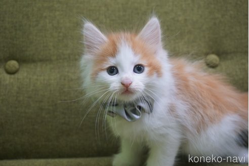 成約済の神奈川県のノルウェージャンフォレストキャット-69179の11枚目