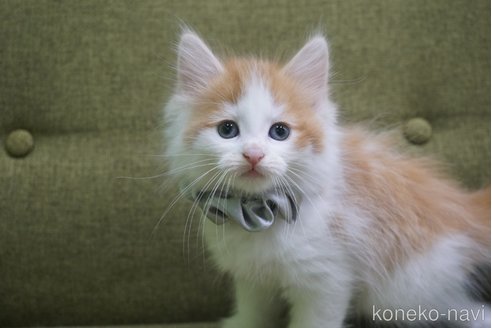 成約済の神奈川県のノルウェージャンフォレストキャット-69179の10枚目