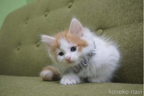 成約済の神奈川県のノルウェージャンフォレストキャット-69179の9枚目