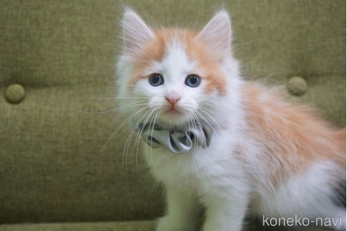 成約済の神奈川県のノルウェージャンフォレストキャット-69179の8枚目