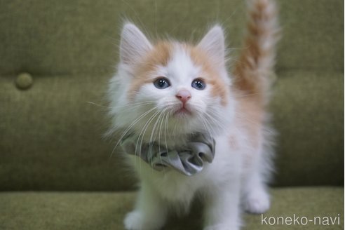 成約済の神奈川県のノルウェージャンフォレストキャット-69179の7枚目