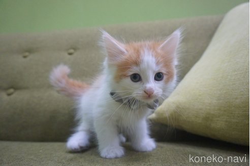 成約済の神奈川県のノルウェージャンフォレストキャット-69179の5枚目
