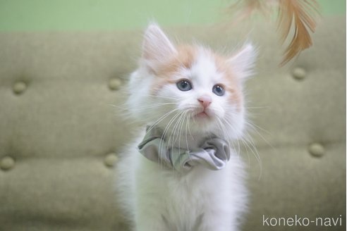 成約済の神奈川県のノルウェージャンフォレストキャット-69179の4枚目