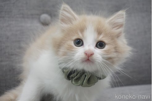 成約済の神奈川県のノルウェージャンフォレストキャット-69180の1枚目