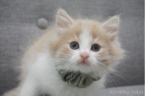 成約済の神奈川県のノルウェージャンフォレストキャット-69180の8枚目