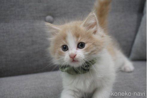 成約済の神奈川県のノルウェージャンフォレストキャット-69180の12枚目