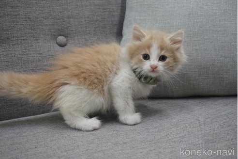 成約済の神奈川県のノルウェージャンフォレストキャット-69180の3枚目