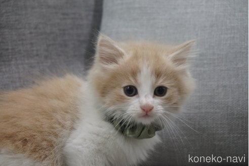 成約済の神奈川県のノルウェージャンフォレストキャット-69180の4枚目