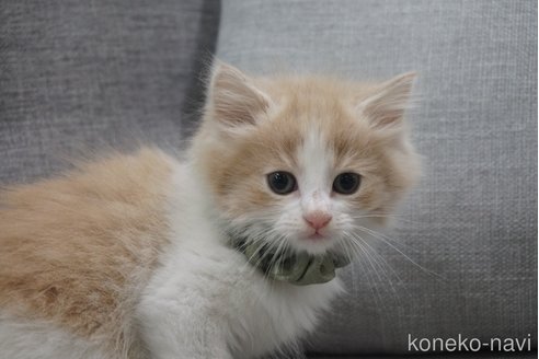 成約済の神奈川県のノルウェージャンフォレストキャット-69180の5枚目
