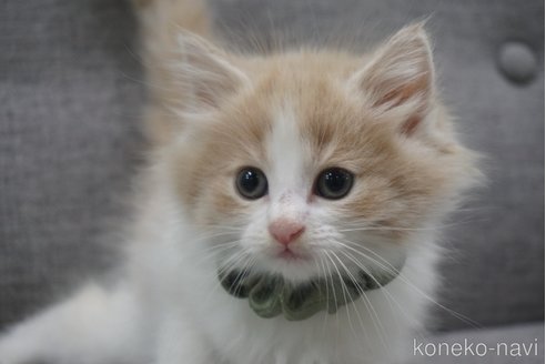 成約済の神奈川県のノルウェージャンフォレストキャット-69180の6枚目