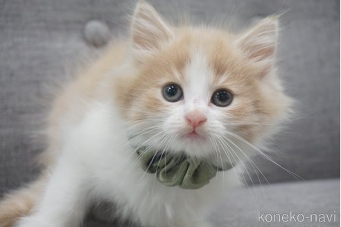 成約済の神奈川県のノルウェージャンフォレストキャット-69180の7枚目