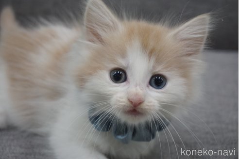 成約済の神奈川県のノルウェージャンフォレストキャット-69181の11枚目