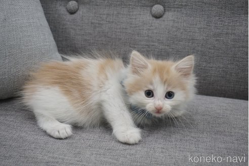 成約済の神奈川県のノルウェージャンフォレストキャット-69181の12枚目