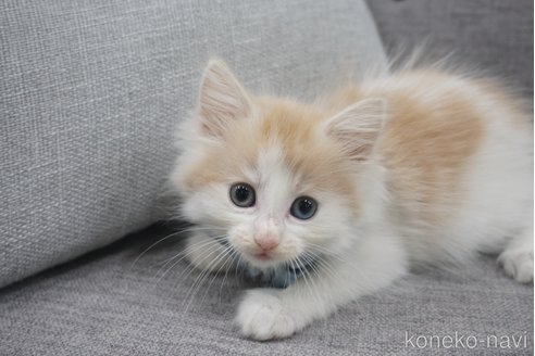 成約済の神奈川県のノルウェージャンフォレストキャット-69181の4枚目