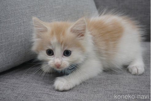 成約済の神奈川県のノルウェージャンフォレストキャット-69181の6枚目