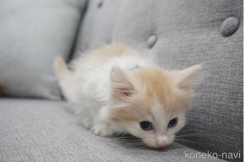 成約済の神奈川県のノルウェージャンフォレストキャット-69181の8枚目