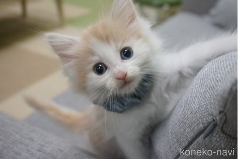 成約済の神奈川県のノルウェージャンフォレストキャット-69181の1枚目