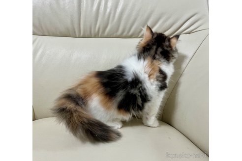成約済の鹿児島県のミヌエット-67661の2枚目