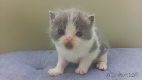 販売中の岐阜県のエキゾチックショートヘア-69243