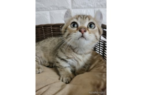 販売中の静岡県のキンカロー-69296
