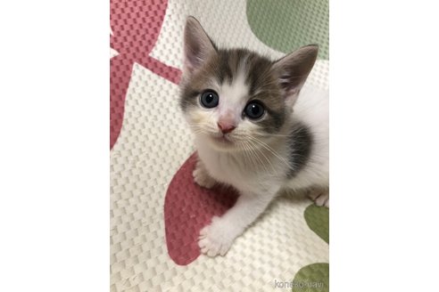 成約済の大阪府のマンチカン-69313の1枚目