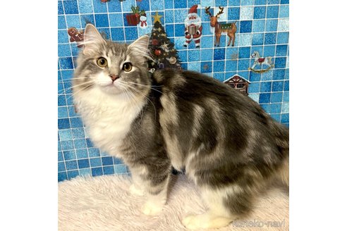 成約済の茨城県のノルウェージャンフォレストキャット-57304の4枚目