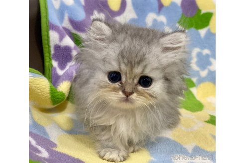 成約済の神奈川県のペルシャ(チンチラ)-67645の4枚目