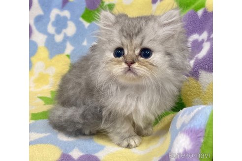 成約済の神奈川県のペルシャ(チンチラ)-67645の3枚目