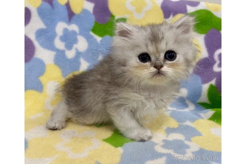 成約済の神奈川県のペルシャ(チンチラ)-67650の5枚目