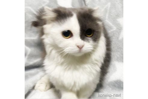 成約済の埼玉県のマンチカン-69434の3枚目