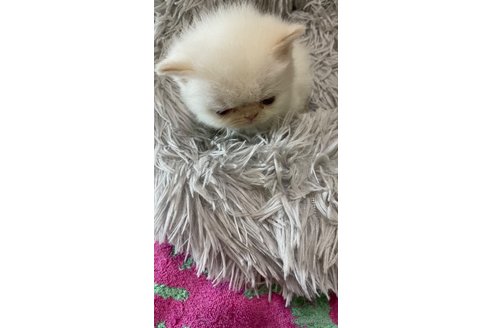 販売中の愛知県のエキゾチックショートヘア-69435