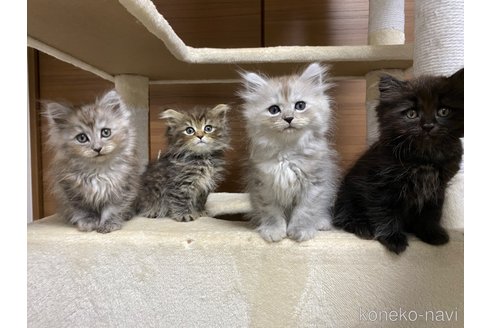 成約済の千葉県のサイベリアン-68598の17枚目