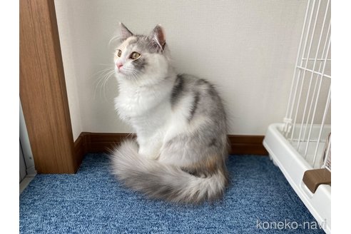 成約済の千葉県のサイベリアン-64550の13枚目