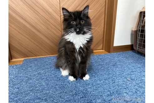 成約済の千葉県のサイベリアン-64546の16枚目
