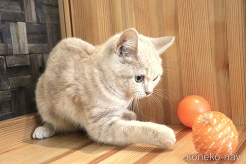 成約済の大阪府のマンチカン-67755の12枚目