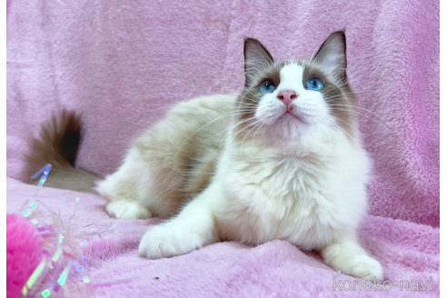 成約済の神奈川県のラグドール-49027