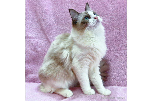 成約済の神奈川県のラグドール-49027の4枚目