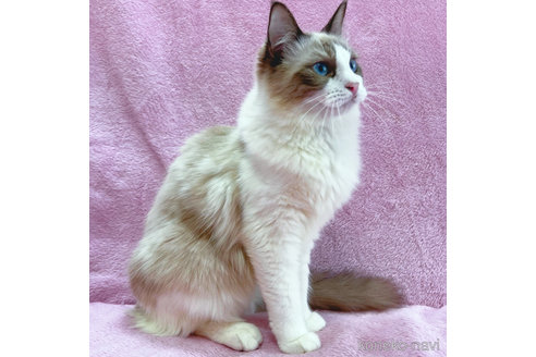 成約済の神奈川県のラグドール-49027の3枚目