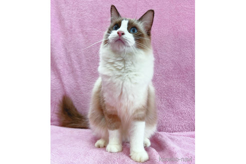 成約済の神奈川県のラグドール-49027の2枚目