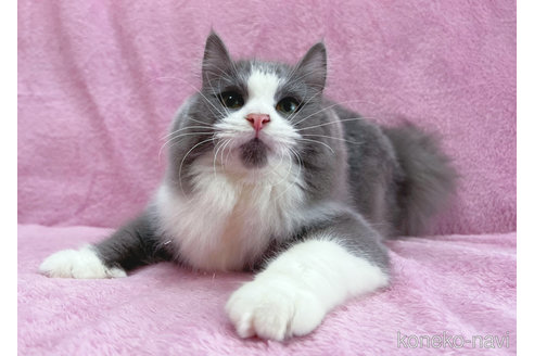 成約済の神奈川県のラガマフィン-52669の1枚目