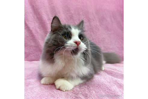 成約済の神奈川県のラガマフィン-52669の4枚目