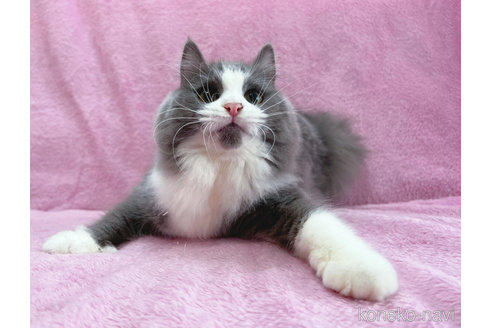 成約済の神奈川県のラガマフィン-52669の3枚目