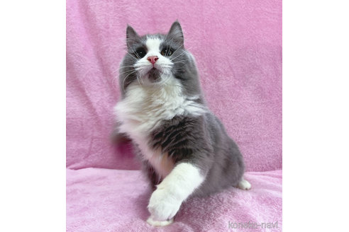 成約済の神奈川県のラガマフィン-52669の2枚目