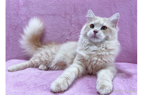 成約済の神奈川県のサイベリアン-57669の4枚目