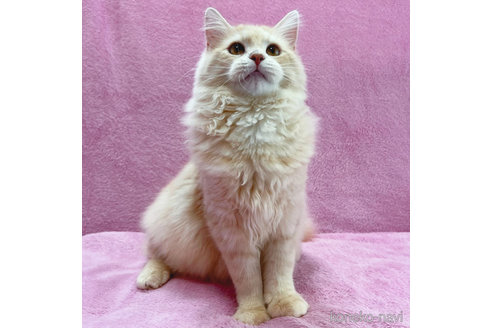 成約済の神奈川県のサイベリアン-57669の3枚目